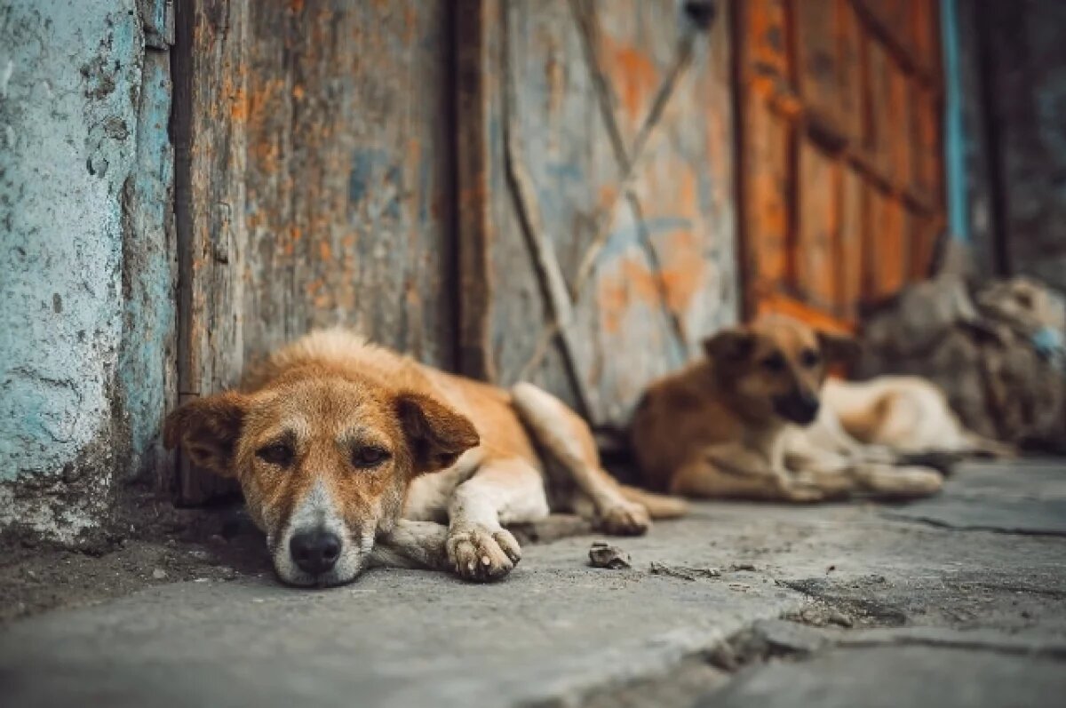    Агрессивные своры и стаи.