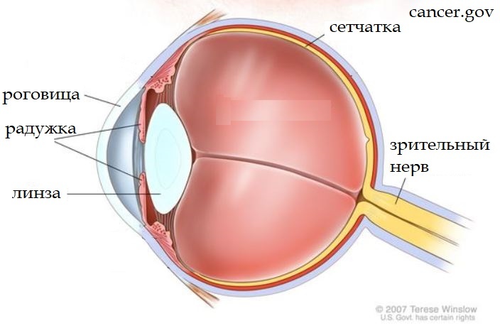 Где найти сетчатку
