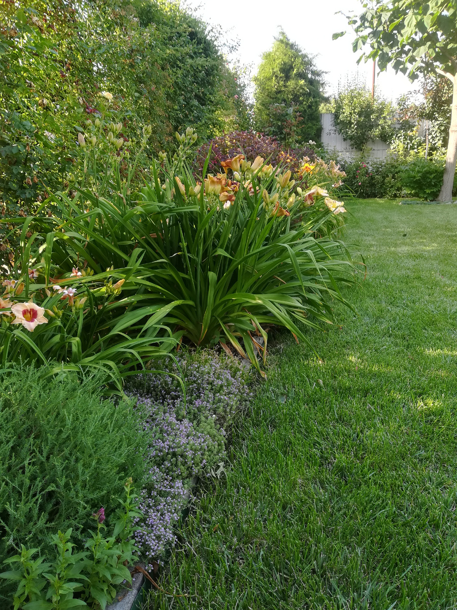 Зелень жизнеутверждающая. 