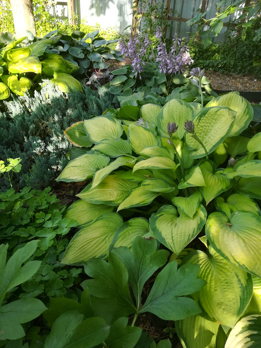 Хосты радуют в этом сезоне. 