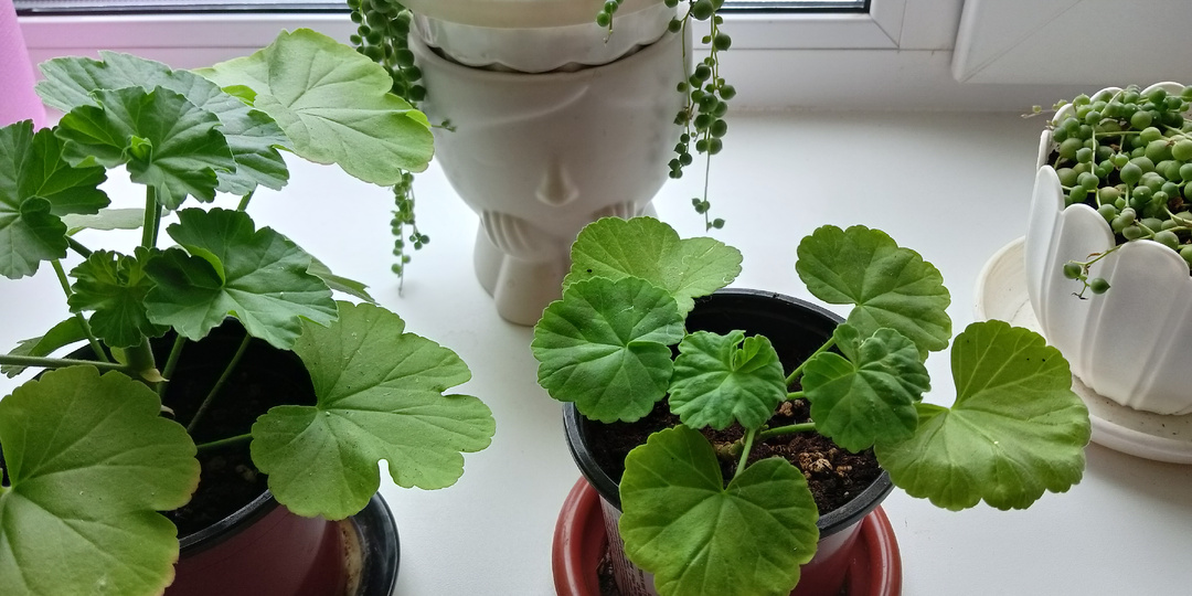 Укоренение черенков Пеларгонии Герани