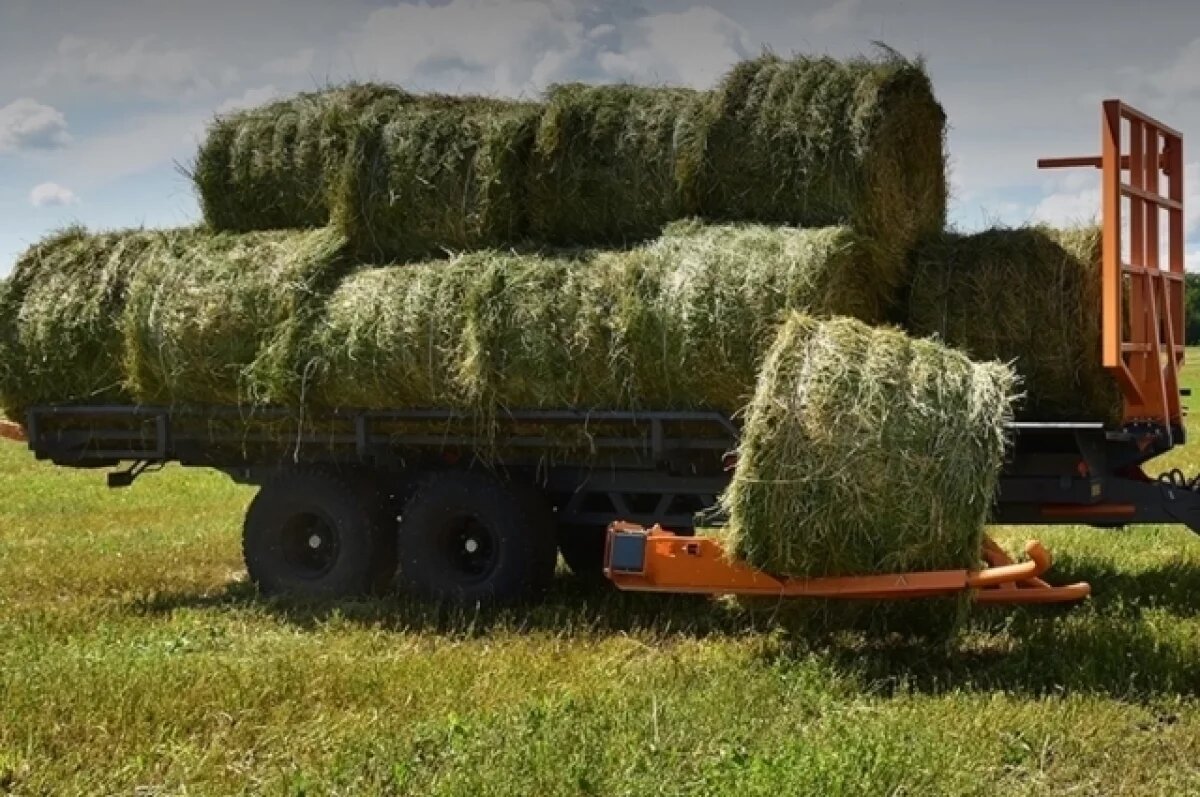    Ульяновцам рассказали, куда можно сходить на фестивале «День поля 2025»