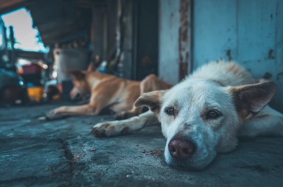    Пес вцепился в ногу: 40 тыс. отсудили волгоградцы за покусанного сына