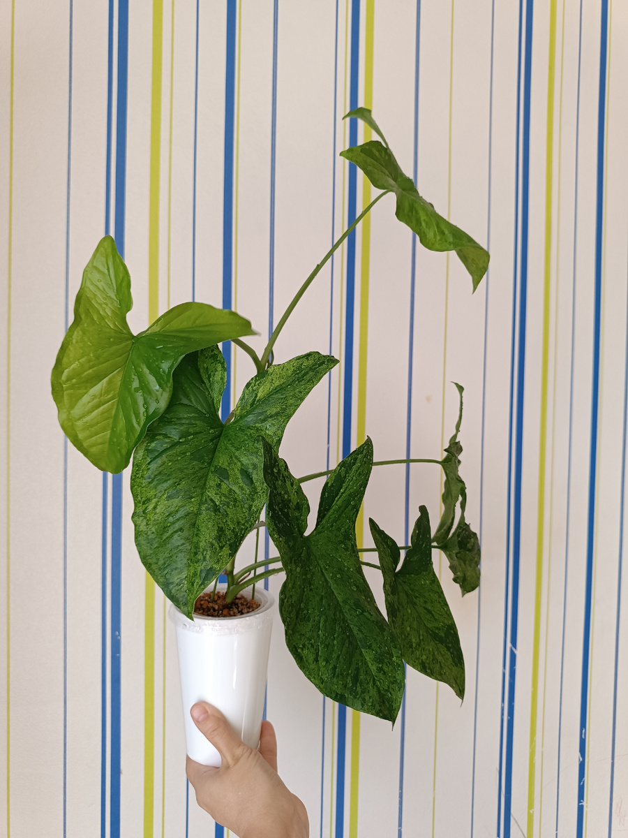 Сингониум Mottled, или по-другому Мохито