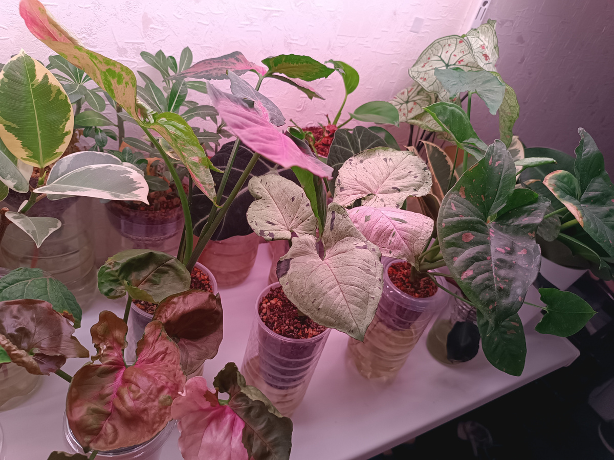 Полка с сингониумами, ну и не только 