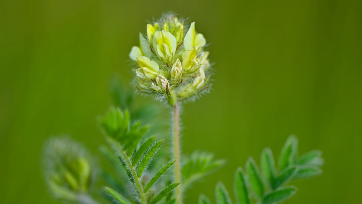    Впервые клонирован краснокнижный остролодочник волосистый. Фото: ТАСС / Patrick / Pleuldpapicture-alliance