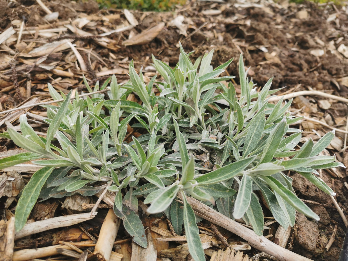 Вероника седая Silberteppich весной