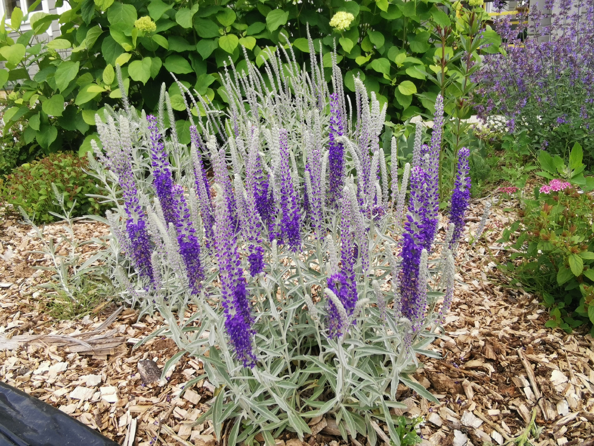 Вероника седая Silberteppich