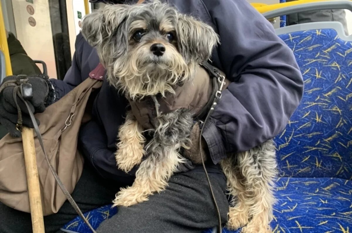    Каждой собаке – чип.