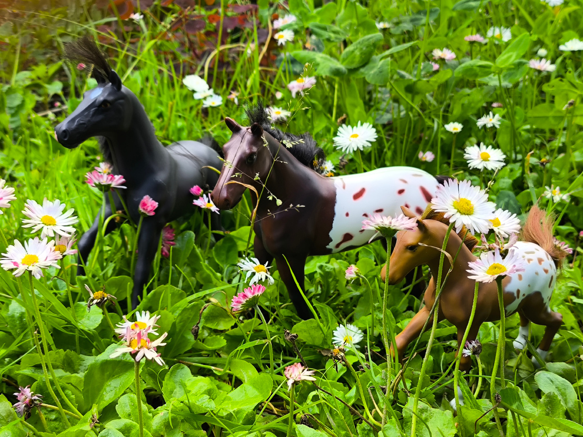 В маргаритках