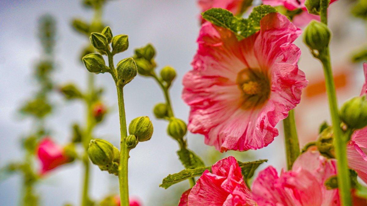 Светлана Мулыкина📷
