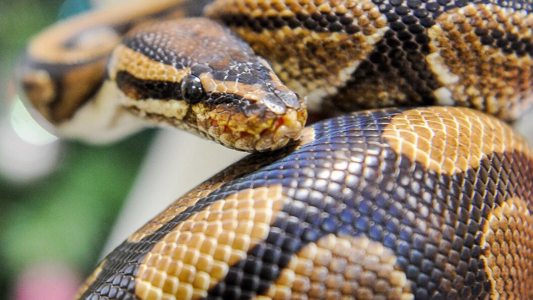    Vadim Akhmetov/URA.RU/Globallookpress