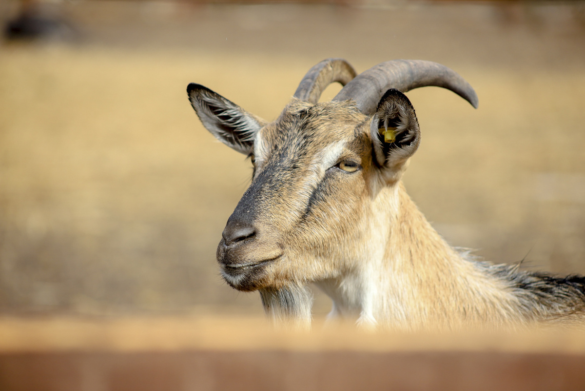 В 2025 году субсидии получили уже 20 хозяйств.  Фото: ФедералПресс / Елена Майорова