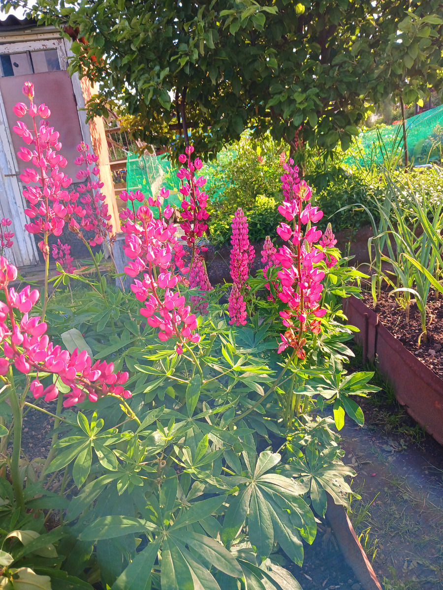 'Доброе утро, мир! Ты прекрасен!" Фото автора