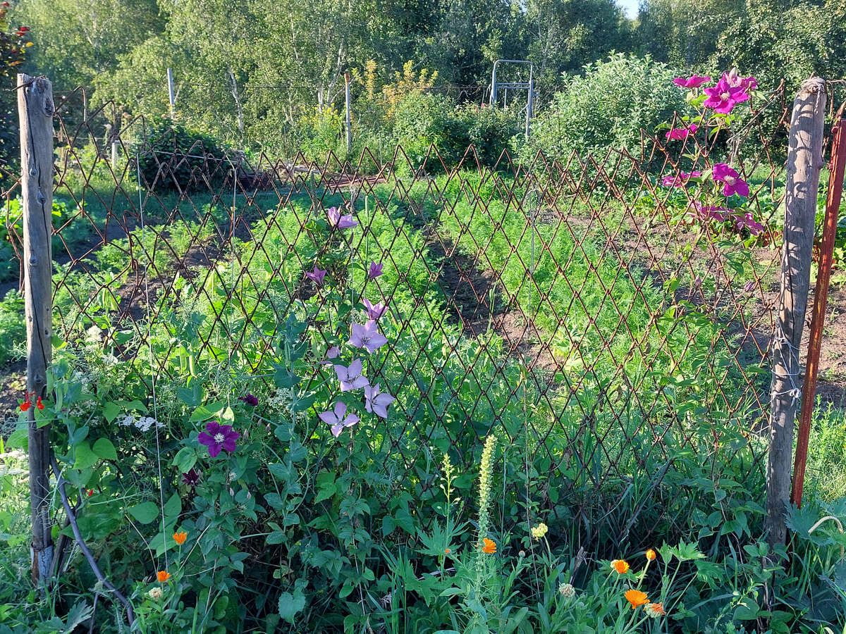  Это еще прошлогодняя "дружба" с огородом. В этом сезоне он явно меньше.