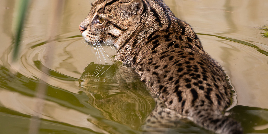 Почему не нужно даже пытаться подружиться с котом-рыболовом