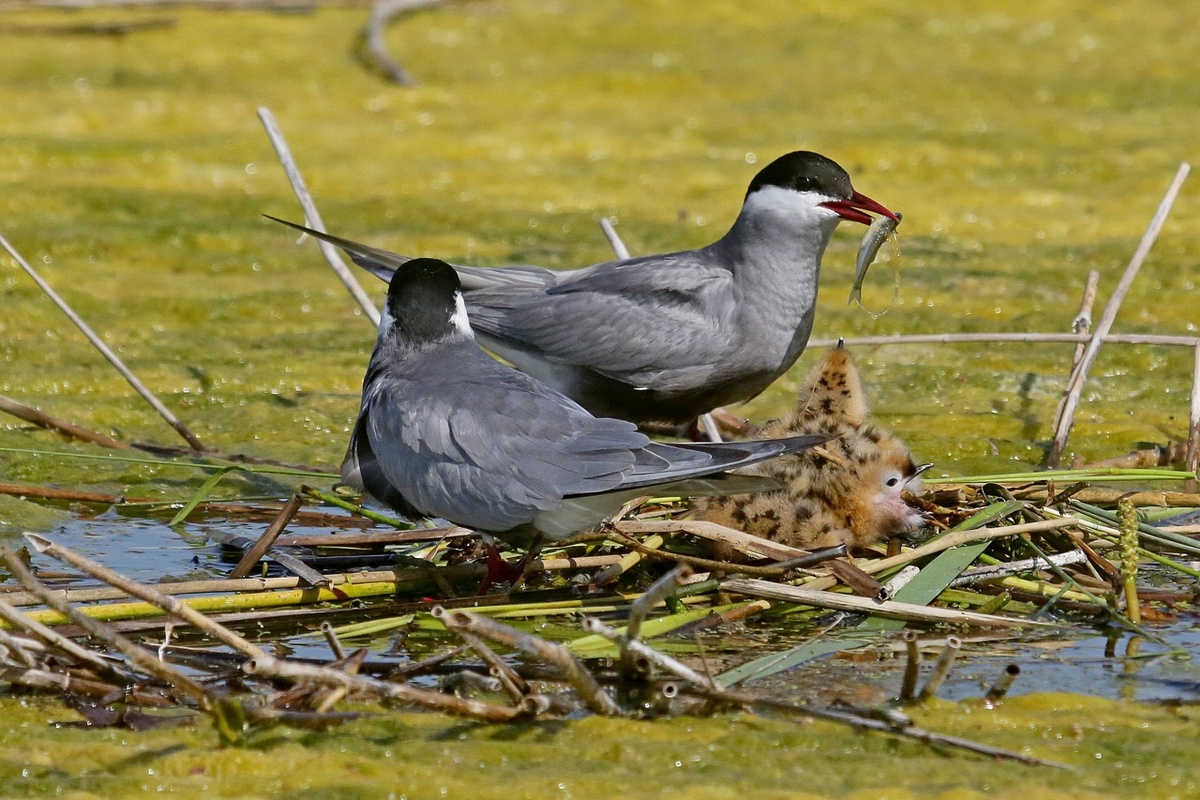    Краснокнижные белощекие крачки гнездятся в Липецкой области Сергей Ключников