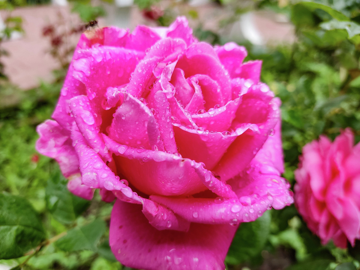 Розы под дождем
© Туристический портал Республики Крым, Кристина Безумнова