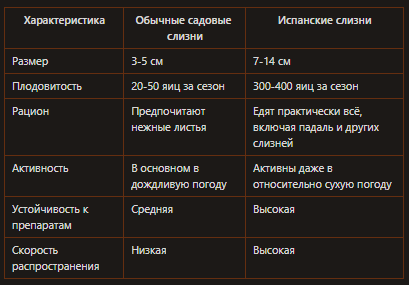 Обычные слизни или испанские