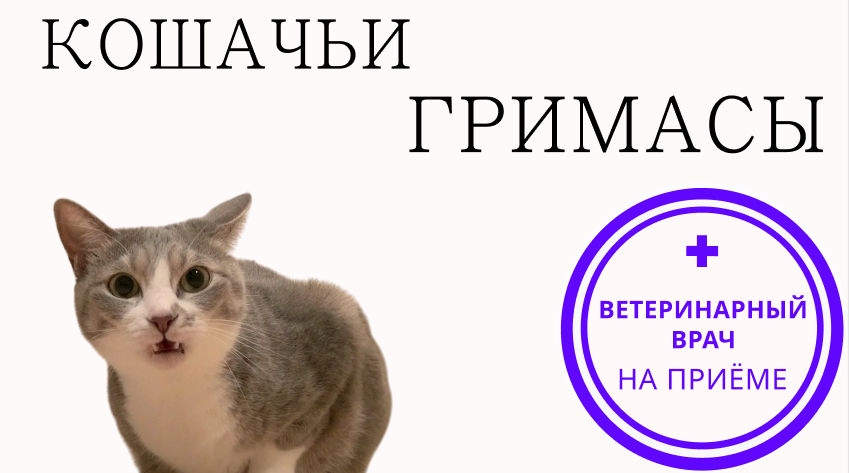 Реакция флемена у кошки