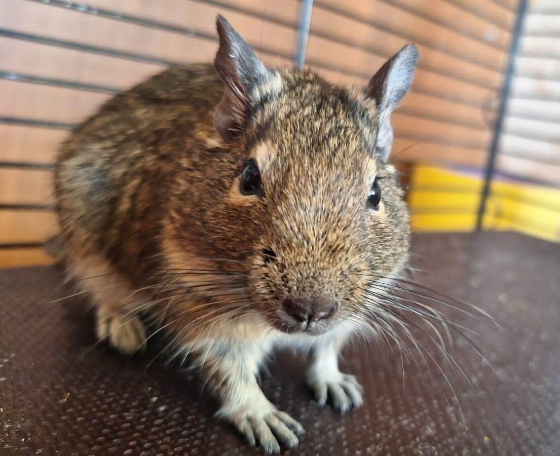 Мои дегу: Лолита