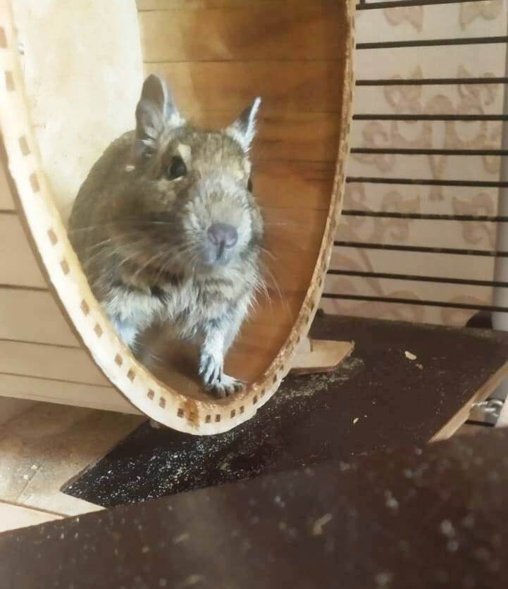 Дегу в колесе