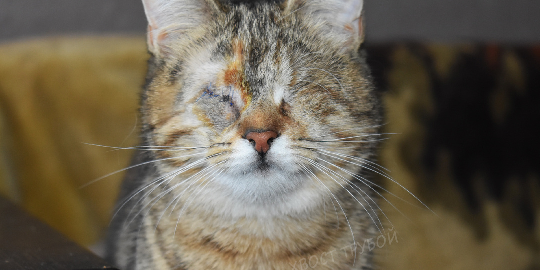 "А с глазами кошек не было?"