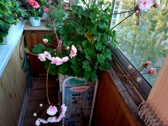 Представляете это безобразие на пол балкона?! И сравните с Дениз, в верхнем левом углу. 