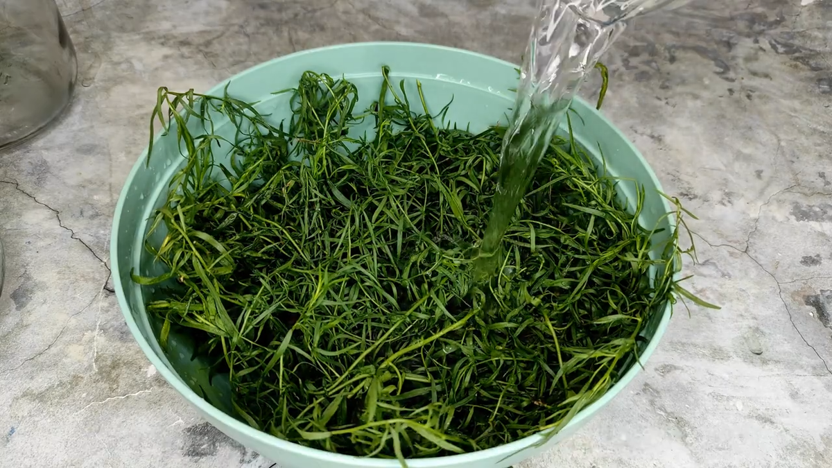 Тархун на зиму. Фото автора. 