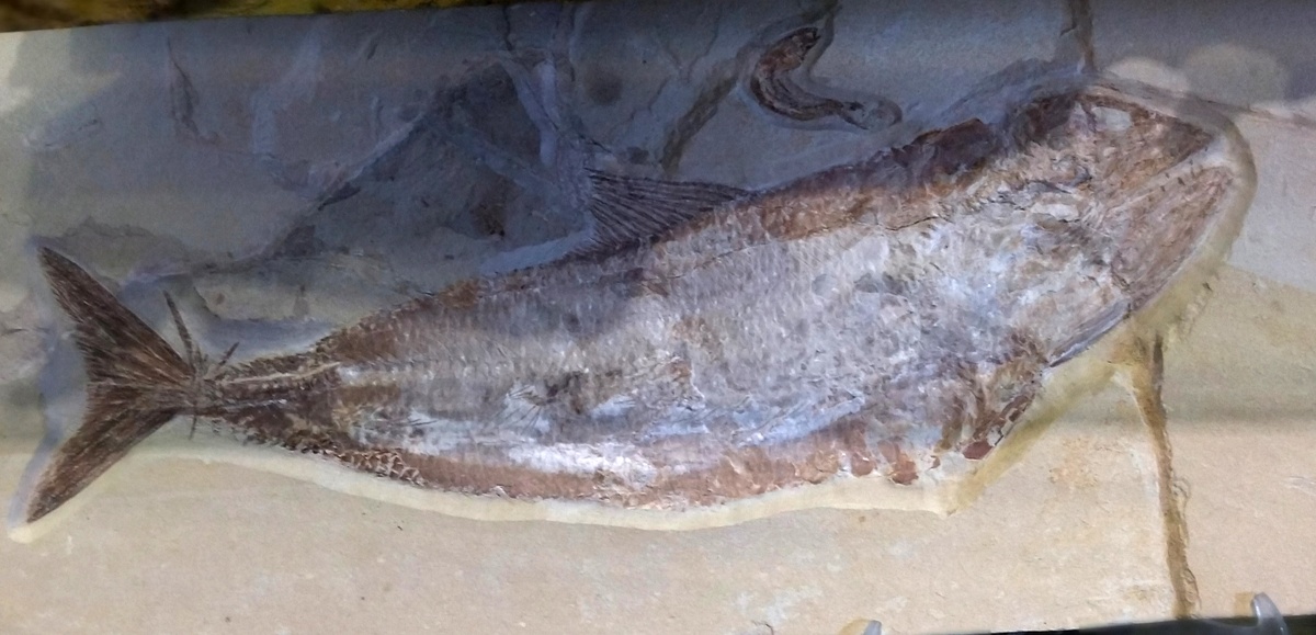 Ей 100 миллионов лет...