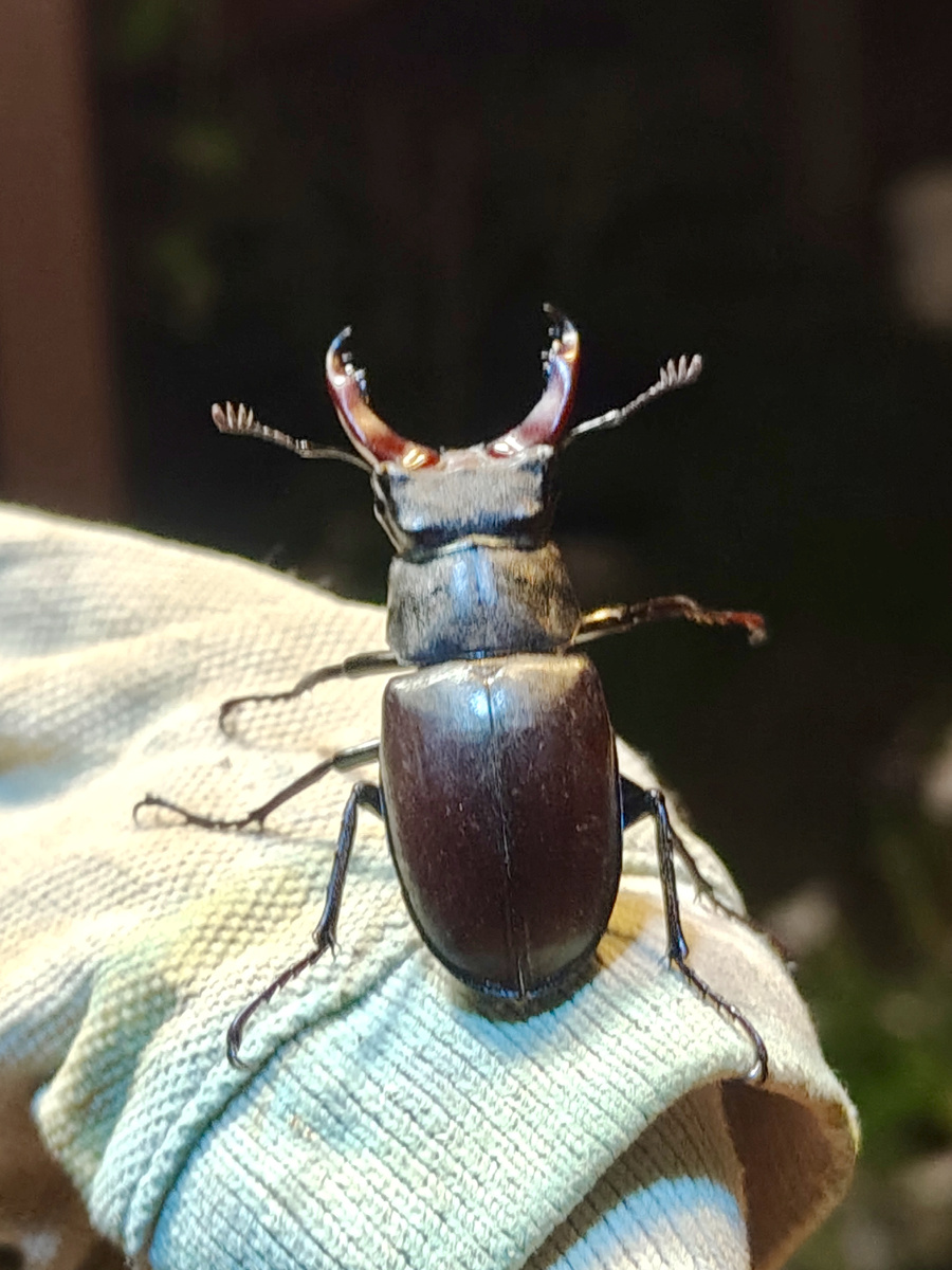 Олень, точно он