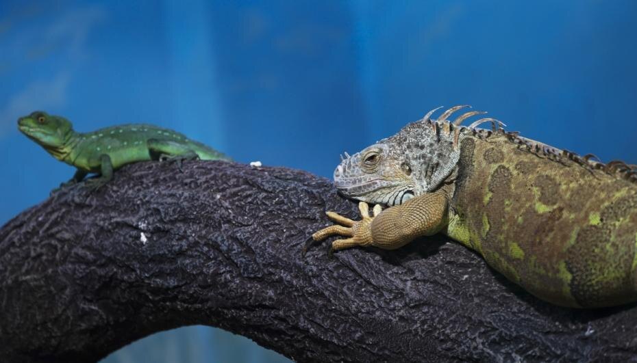    Александр Вильф /РИА Новости