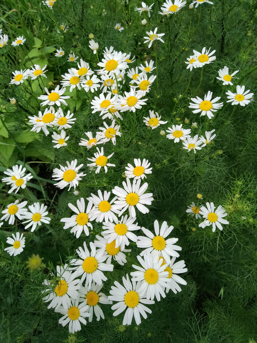 Фото автора. Просто ромашки в качестве картинки