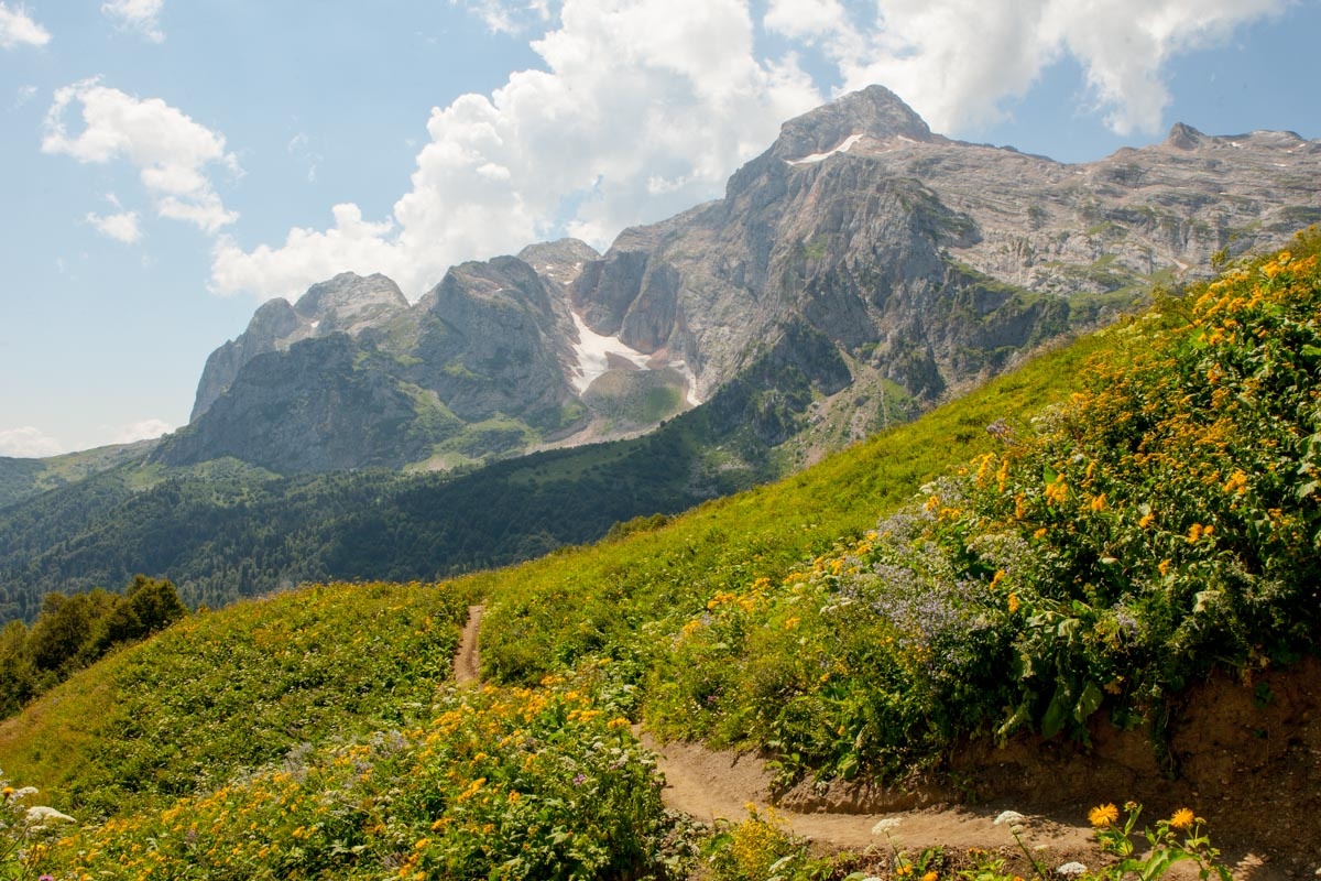 Гора Фишт, Кавказский заповедник