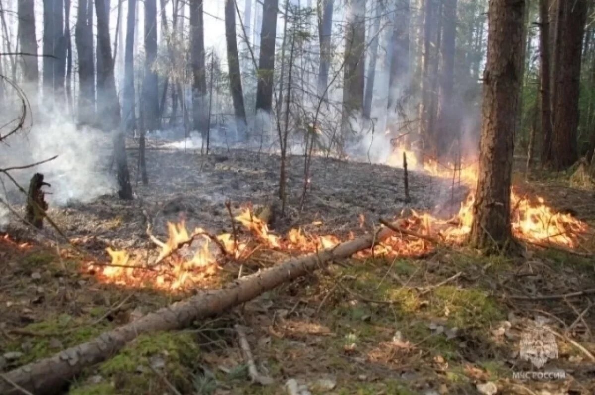    В лесах Брянской области с 1 июля вводится особый противопожарный режим