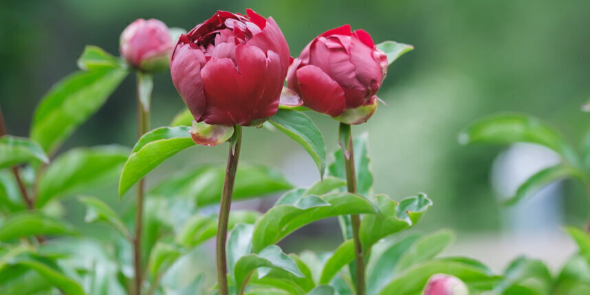    Алена Бобрович