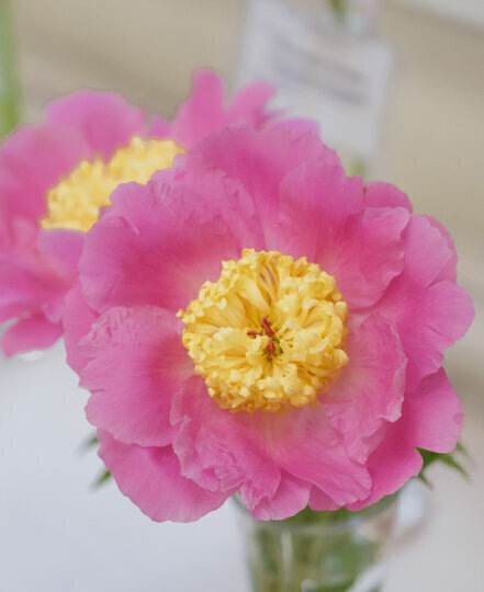    Алена Бобрович