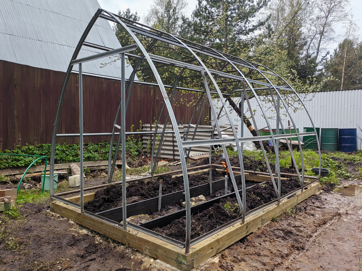 Теплицу мы начали собирать 1 мая, а 20-го у меня взошли огурчики. 