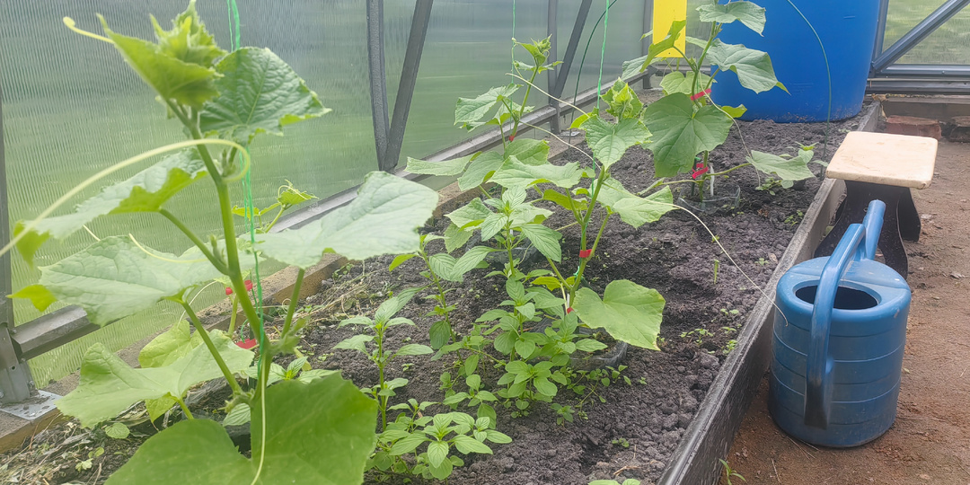 Не растут, а киснут. Как заставить огурцы расти и плодоносить в холода