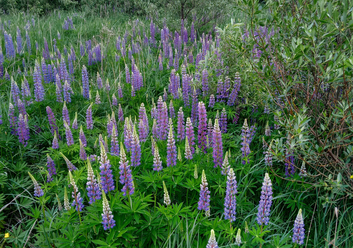 Люпиновое море. По дороге на дачу. Здесь и далее фото автора.