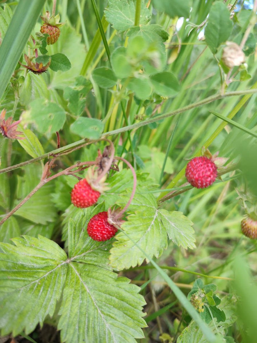 Земляника 27.06.25