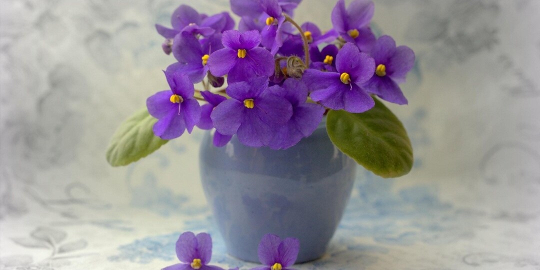 "Фиалки цветут как сумасшедшие! 5 лучших удобрений + мой секретный рецепт" 🌸✨