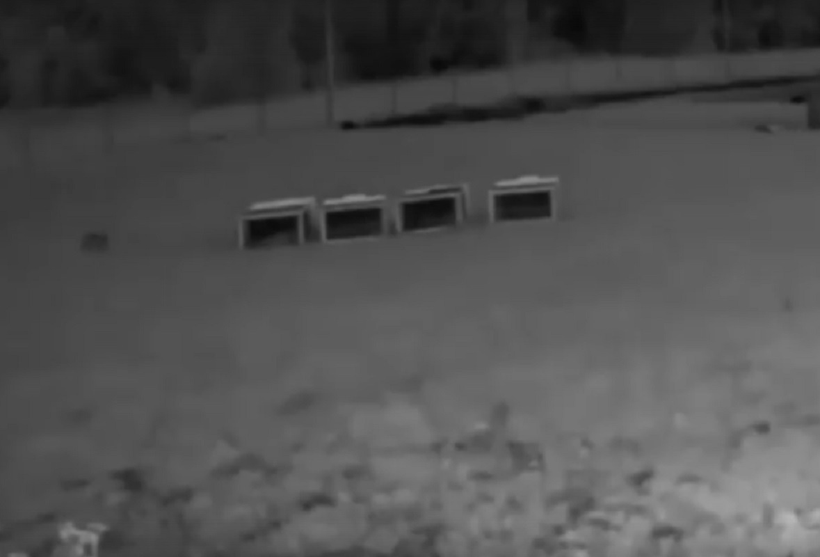    Ночная вылазка хищницы попала на видео