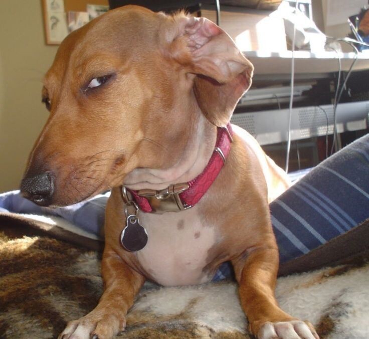 Собака-подозревака. Фото из открытых источников