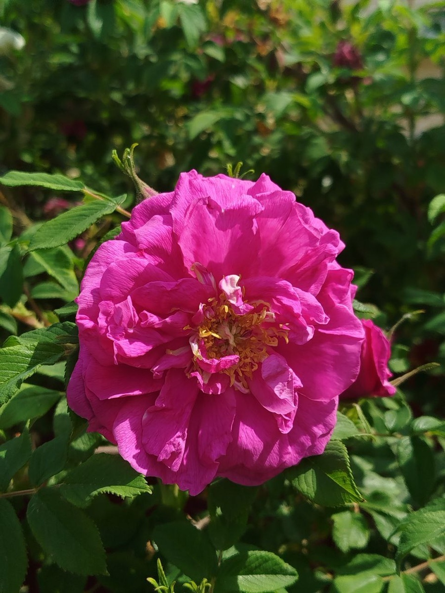 шиповник цветёт🌸