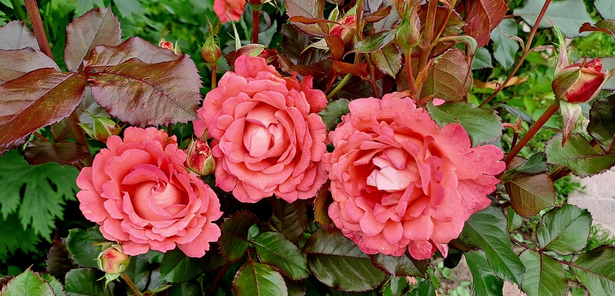 Сорт розы  Баллада