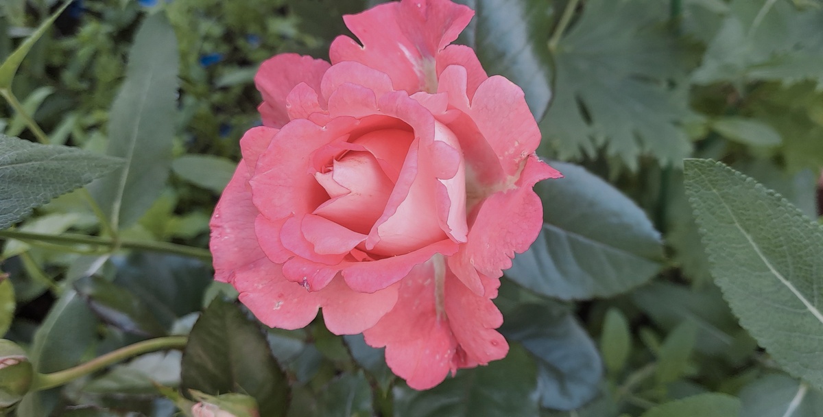 Первый цветок  нежно-розового цвета