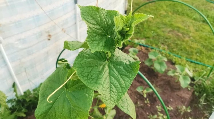    Фото: Лукьянов Дмитрий, AgroXXI.ru