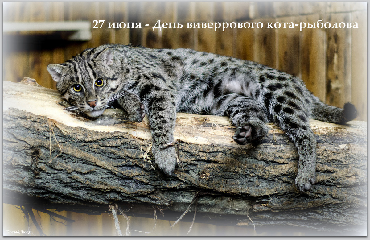 Коллаж автора. Использовано фото: http://animalphoto.ru/photos/tp/%D0%BA%D0%BE%D1%82%D1%8B/new/photo28089.html