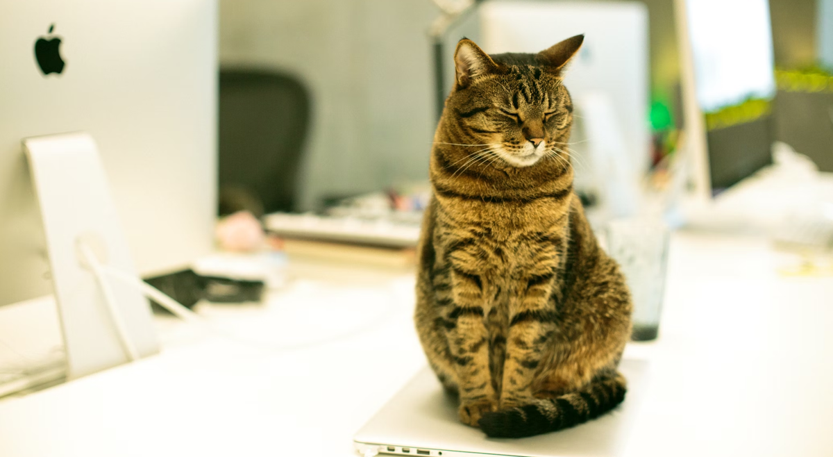 Фотография unsplash